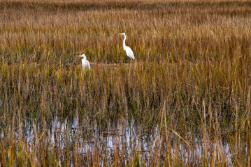 Obraz na płótnie Canvas Two Great Egrets in a South Carolina Marsh