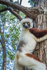 Sifaka, a large lemur which jumps from tree to tree in an upright position and rarefy comes to the ground and when it does it walks sideways, Andasibe National Park, Eastern Madagascar