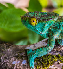 Chameleon in the primeval forests of the Andasibe National Park, Eastern Madagascar