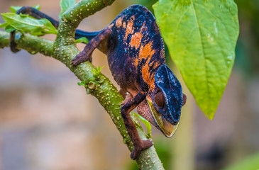 Chameleon in the primeval forests of the Andasibe National Park, Eastern Madagascar