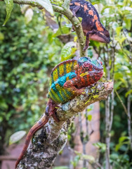 Chameleon in the primeval forests of the Andasibe National Park, Eastern Madagascar