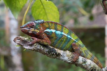 Chameleon in the primeval forests of the Andasibe National Park, Eastern Madagascar