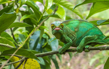 Chameleon protrudes its long sticky tongue to trap a cricket in the primeval forests of the Andasibe National Park, Eastern Madagascar