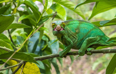 Chameleon protrudes its long sticky tongue to trap a cricket in the primeval forests of the Andasibe National Park, Eastern Madagascar