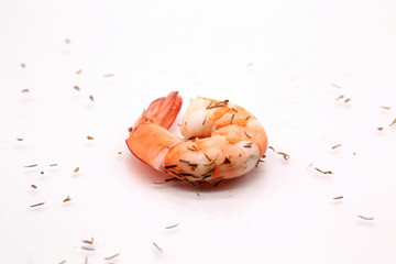 shrimps with white background