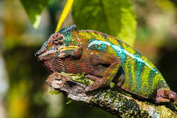 Chameleon in the primeval forests of the Andasibe National Park, Eastern Madagascar