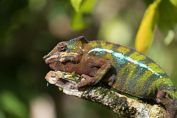 Chameleon in the primeval forests of the Andasibe National Park, Eastern Madagascar