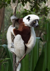 Sifaka, a large lemur which jumps from tree to tree in an upright position and rarefy comes to the ground and when it does it walks sideways, Andasibe National Park, Eastern Madagascar