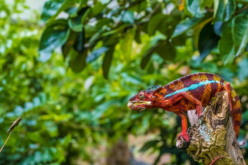 Chameleon protrudes its long sticky tongue to trap a cricket in the primeval forests of the Andasibe National Park, Eastern Madagascar