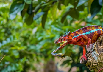 Chameleon protrudes its long sticky tongue to trap a cricket in the primeval forests of the...