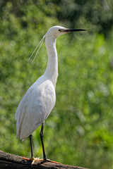Aigrette garzette