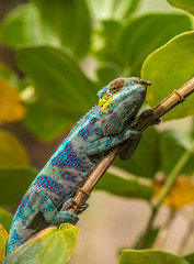 Chameleon in the primeval forests of the Andasibe National Park, Eastern Madagascar