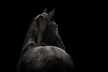 Portrait of a beautiful black horse on a black background - 205672591