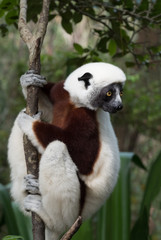 Sifaka, a large lemur which jumps from tree to tree in an upright position and rarefy comes to the ground and when it does it walks sideways, Andasibe National Park, Eastern Madagascar