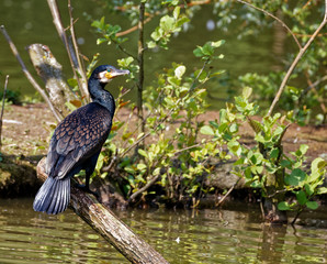 Grand cormoran