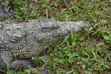 Nile crocodile in a pond in the primeval forests of the Andasibe National Park, Eastern Madagascar