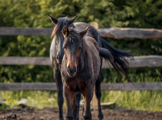 Beautiful young mare posing for a portrait on a background of green leaves and her mother