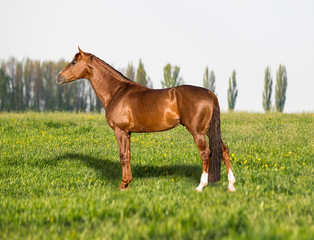 Beautiful red stallion posing on green grass in a field