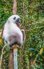 Sifaka, a large lemur which jumps from tree to tree in an upright position and rarefy comes to the ground and when it does it walks sideways, Andasibe National Park, Eastern Madagascar