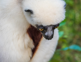 Sifaka, a large lemur which jumps from tree to tree in an upright position and rarefy comes to the ground and when it does it walks sideways, Andasibe National Park, Eastern Madagascar