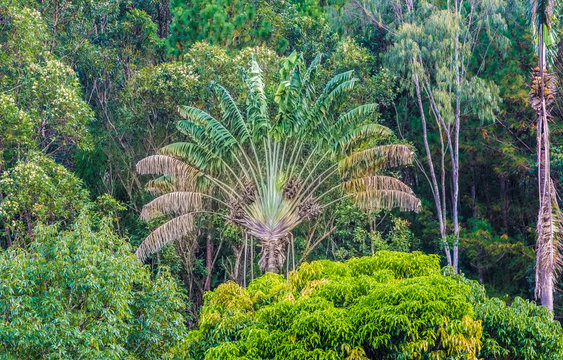 The endemic ravinala tree (traveller's tree) stands out in a primeval forest of Andasibe/Mantadia National Park, Madagascar