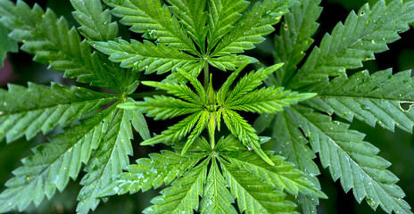 Marijuana foliage background photo. Bush cannabis closeup top view