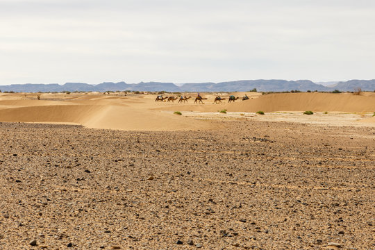 Camel caravan in the Sahara desert, Morocco. Africa