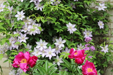 Bright peonies and delicate clematis have blossomed © Yuliya