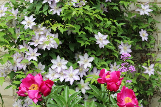 Bright peonies and delicate clematis have blossomed