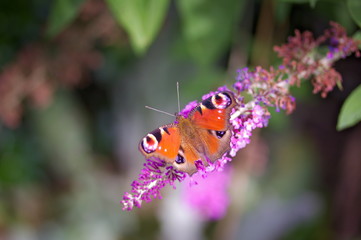 Butterfly in the garden