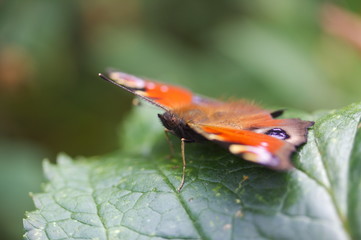 Butterfly in the garden