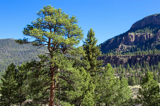 Tall pines and steep palisades line the Rio Grande and the road to Creede in the San Juan Mountains of southern Colorado