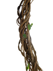 Twisted wild liana jungle vines plant growing on tree branch isolated on white background, clipping...