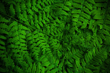 Beautyful ferns leaves green foliage natural background. Midsummer background