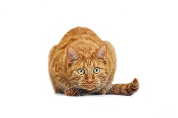 Ginger cat in ambush - isolated on white background. 