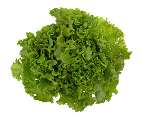 Top view of a head of green leaf lettuce on a white background.