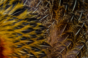 Close up chicken feathers background. Jungle Fowl chicken. Depth of field (DOF) effect.