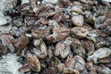 Fresh fish photographed on a fish market in Portugal
