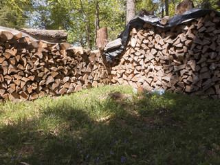 Feuerholz liegt zum trocknen aufgestapelt an einer Waldlichtung
