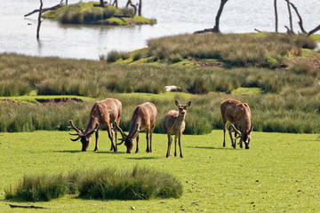 Cerfs élaphes