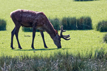 Cerf élaphe