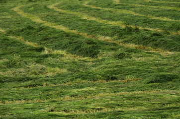 Obraz premium Green mowed fields background