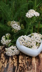 homöopathie   mit    Schafgarben