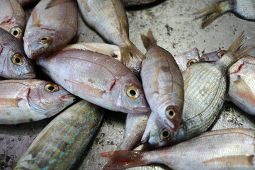 Fresh fish photographed on a fish market in Portugal
