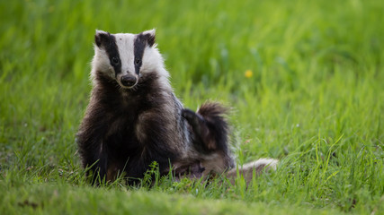 Badger scratching his side