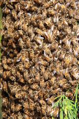 Essaim d'abeilles