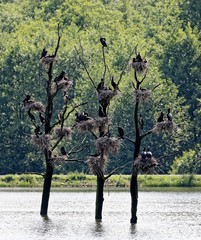 Cormorans aux nids