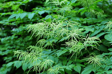 white buds at plants of meadowsweet