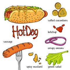 Appetizing hot dog and ingredients on a white background. Colorful vector illustration in sketch style.