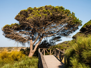 Stone Pine in Tarifa, Costa de la Luz, Spain